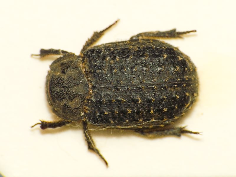 Trox hispidus (Pontoppidan, 1763)